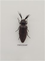 藏品(鞘翅目(四))的圖片